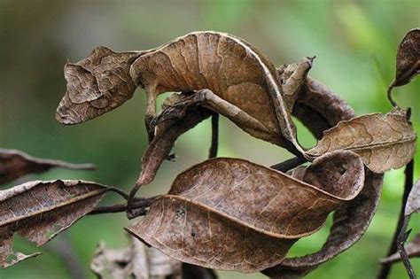 房間有壁虎風水|在風水學中：家裡進壁虎是什麼寓意？4種預兆要「小心」了